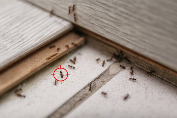 Best Pest Removal Services  in Machias, WA