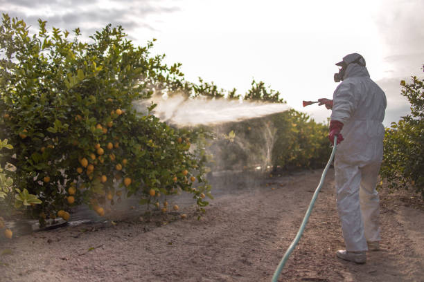Best Ant Control Services  in Machias, WA