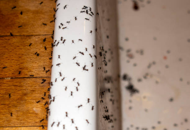 Best Cockroach Control Services  in Machias, WA