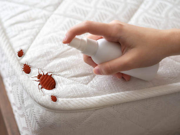 Best Mosquito Control Services  in Machias, WA