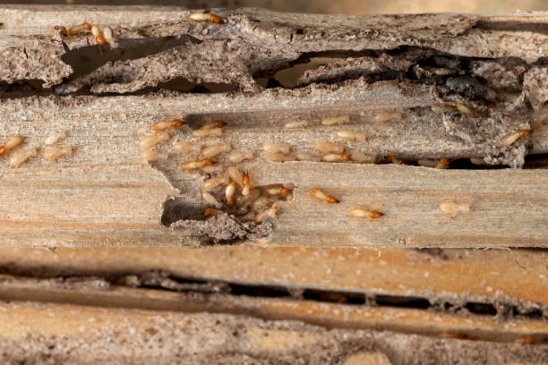 Best Pest Control Near Me  in Machias, WA